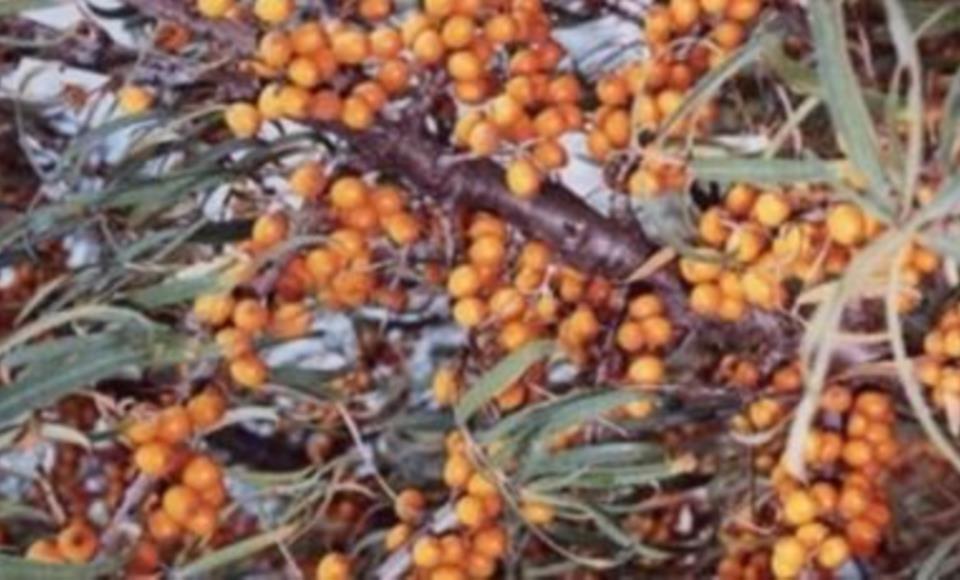 Olivello Spinoso 