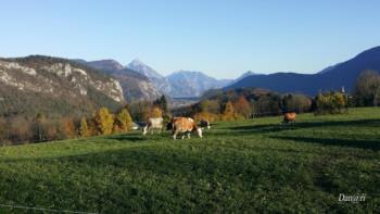 Colline carniche 