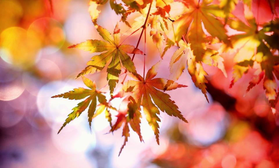 autunno 